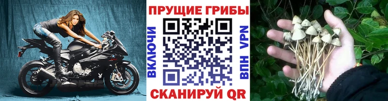 Псилоцибиновые грибы ЛСД  блэк спрут зеркало  Волчанск 